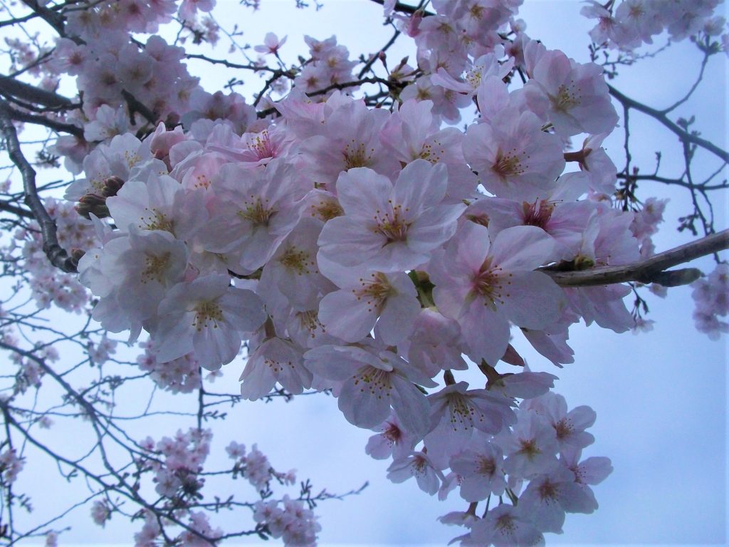 画像:🌸お花見会🌸