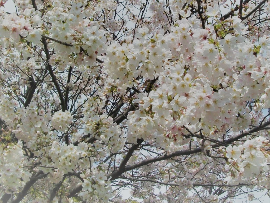 画像:🎎ひな祭りとおやつレク🍩