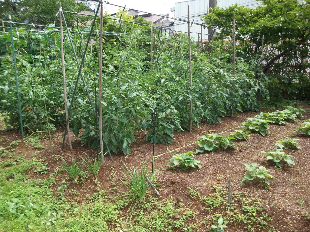 画像:くすのき菜園