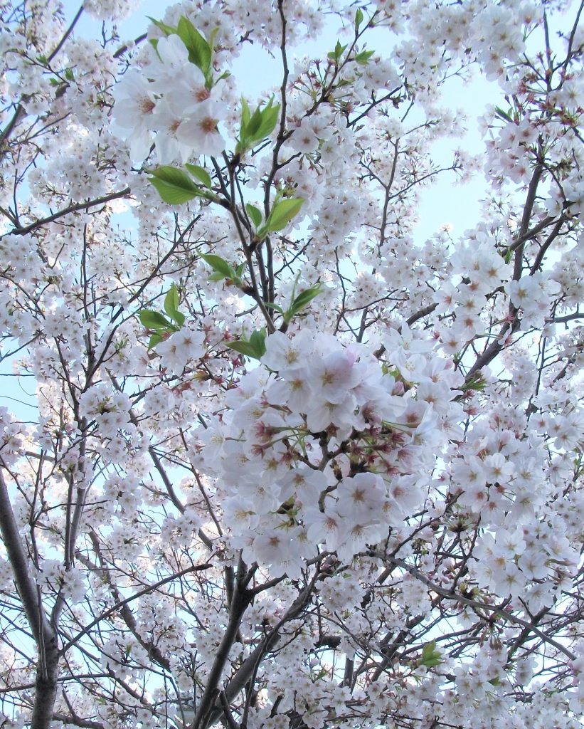画像:🌸桜🌸