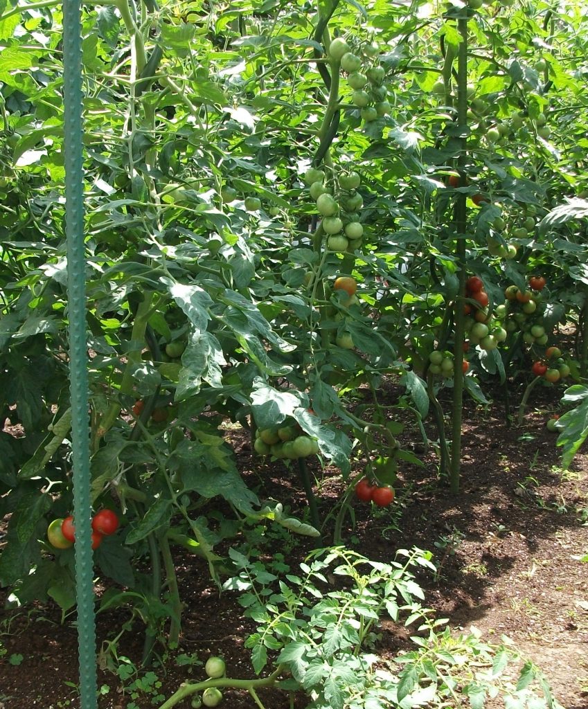 画像:くすのき菜園