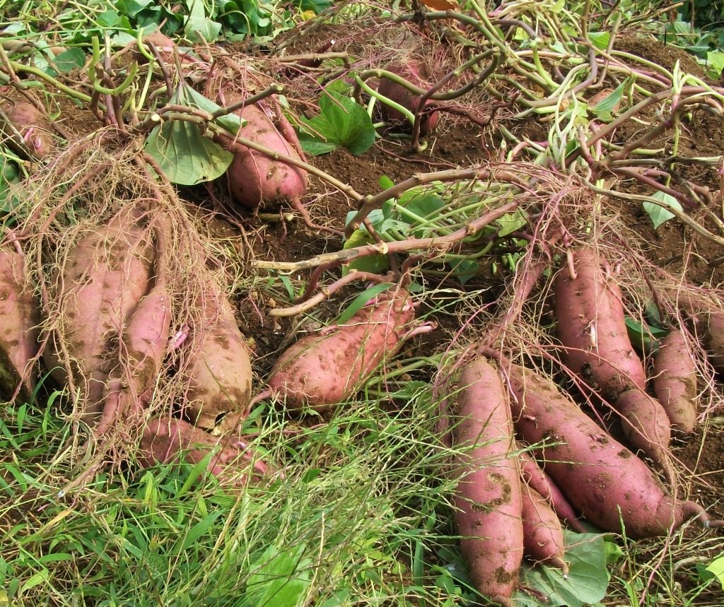 画像:芋掘り🍠