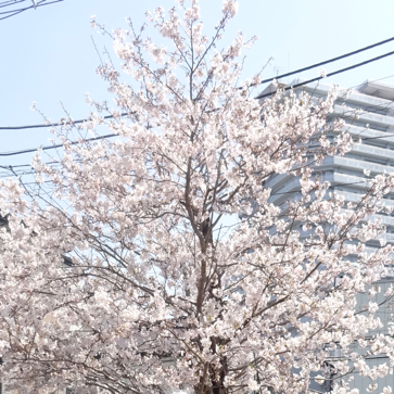 画像：行事の紹介